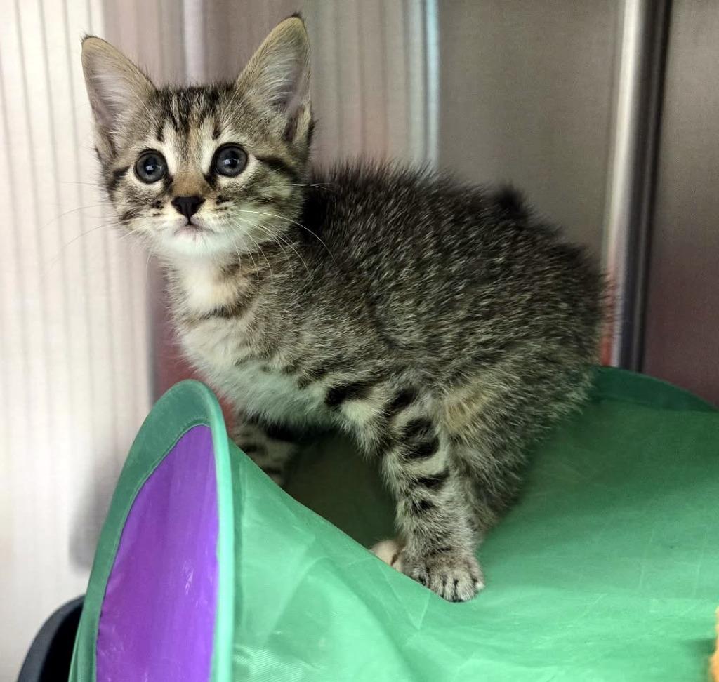 Enlarge Dolly, a Adoptable mixed breed in Jonesboro, AR image 1/2