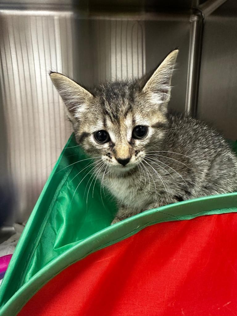 Enlarge Dolly, a Adoptable mixed breed in Jonesboro, AR image 2/2