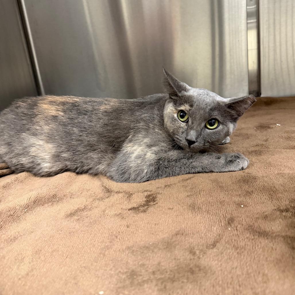 Shelly, Adoptable, Young Female Domestic Short Hair.