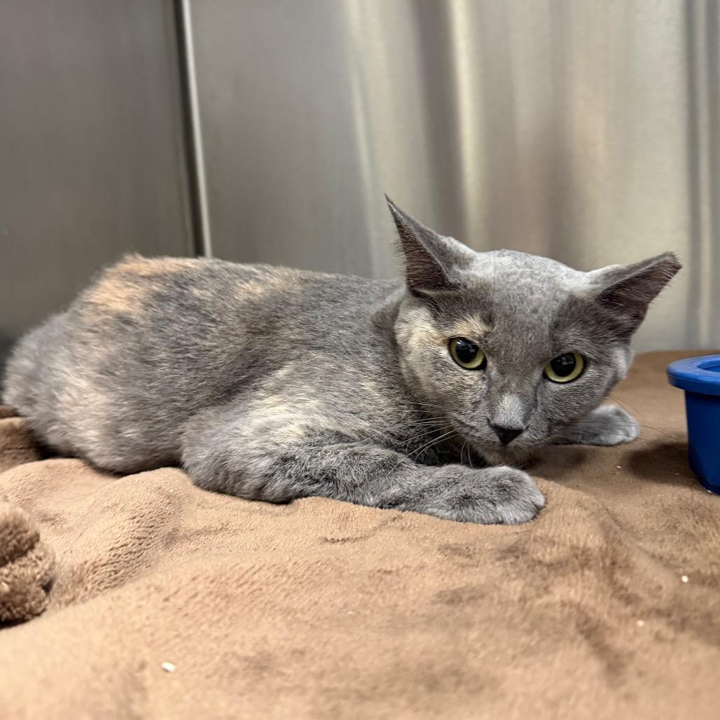 Enlarge Shelly, a Adoptable Domestic Short Hair in Bryan, TX image 2/4
