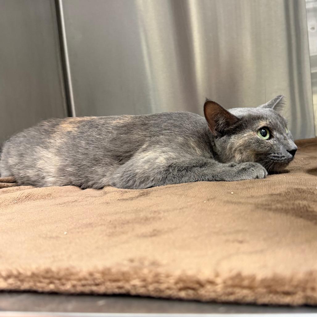 Enlarge Shelly, a Adoptable Domestic Short Hair in Bryan, TX image 3/4