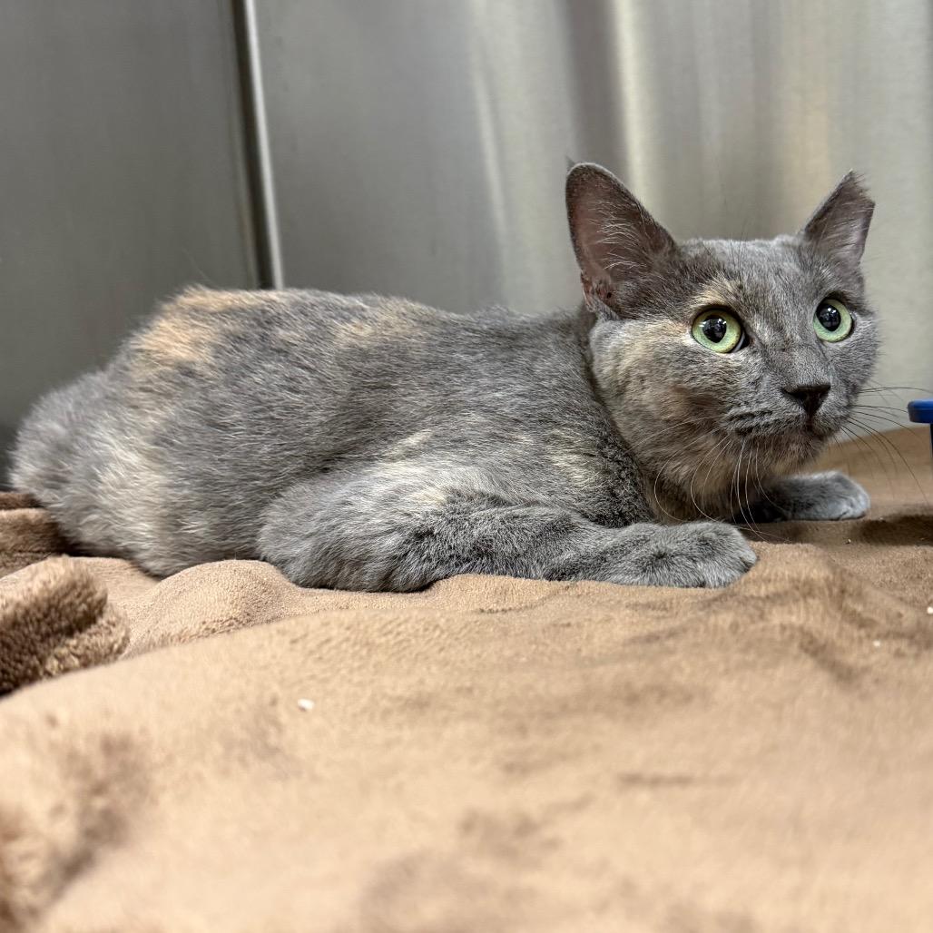 Enlarge Shelly, a Adoptable Domestic Short Hair in Bryan, TX image 4/4