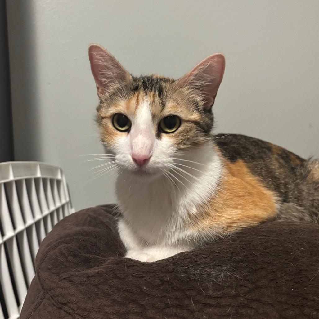 Enlarge Beans, a Adoptable Domestic Short Hair in Madison, WI image 1/4
