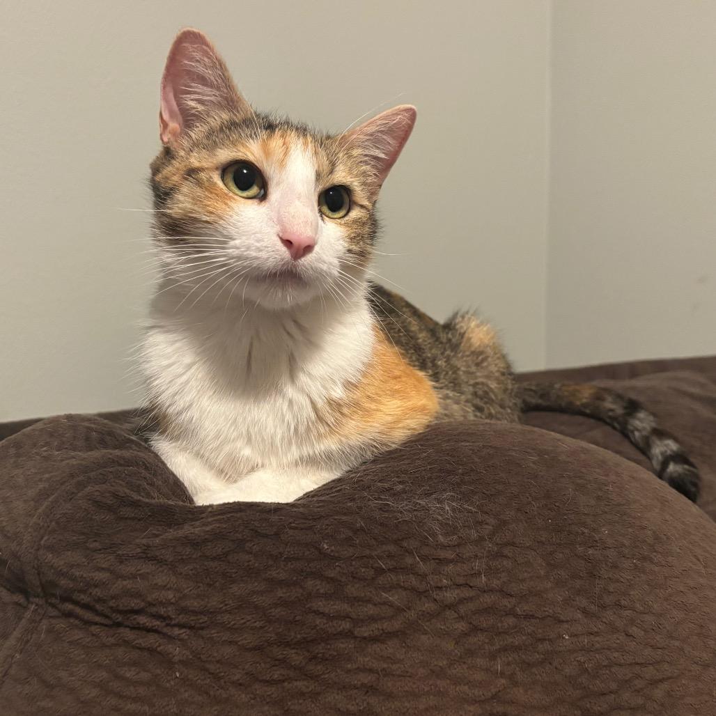 Enlarge Beans, a Adoptable Domestic Short Hair in Madison, WI image 2/4