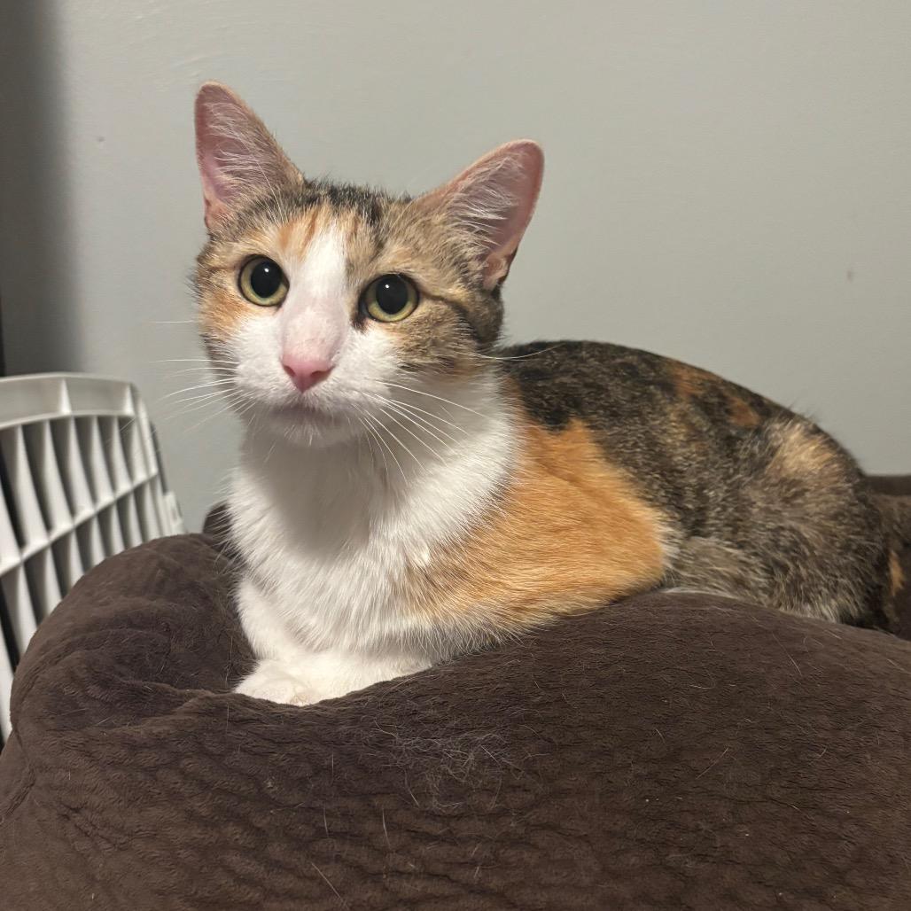 Enlarge Beans, a Adoptable Domestic Short Hair in Madison, WI image 3/4