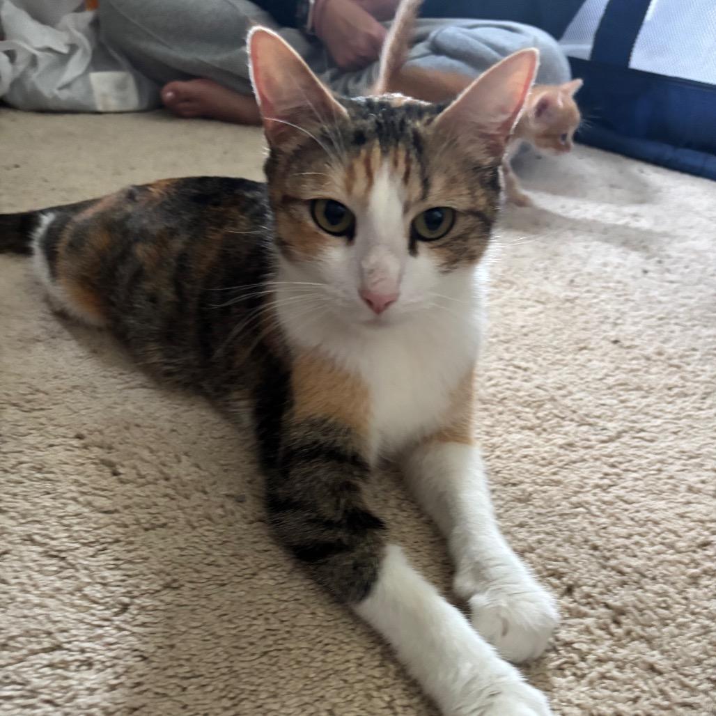 Enlarge Beans, a Adoptable Domestic Short Hair in Madison, WI image 4/4