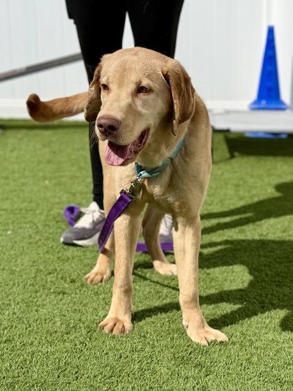 Enlarge Kip, an adopted mixed breed in Downers Grove, IL image 3/3