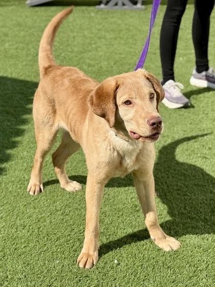 Enlarge Kip, an adopted mixed breed in Downers Grove, IL image 2/3