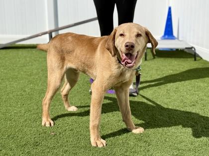 Kip, adopted, Adult Male Labrador Retriever & Husky.