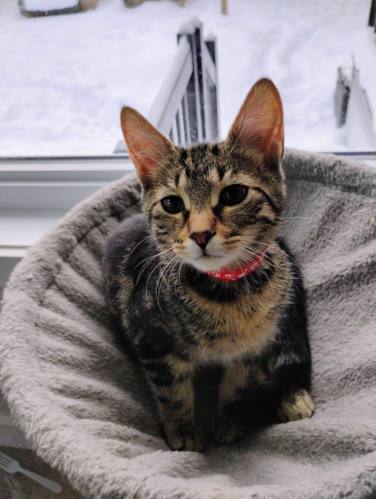 Enlarge Virgule (FF/FA), an adopted mixed breed in Sainte-Angele-de-Monnoir, QC image 1/1