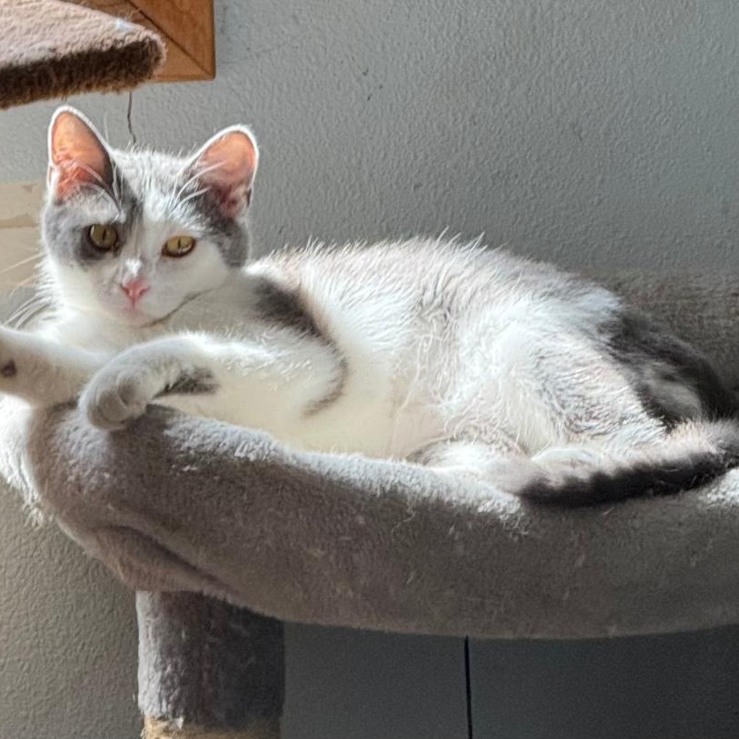 Enlarge BETHANY, a ADOPTABLE Domestic Short Hair in Gresham, WI image 1/1
