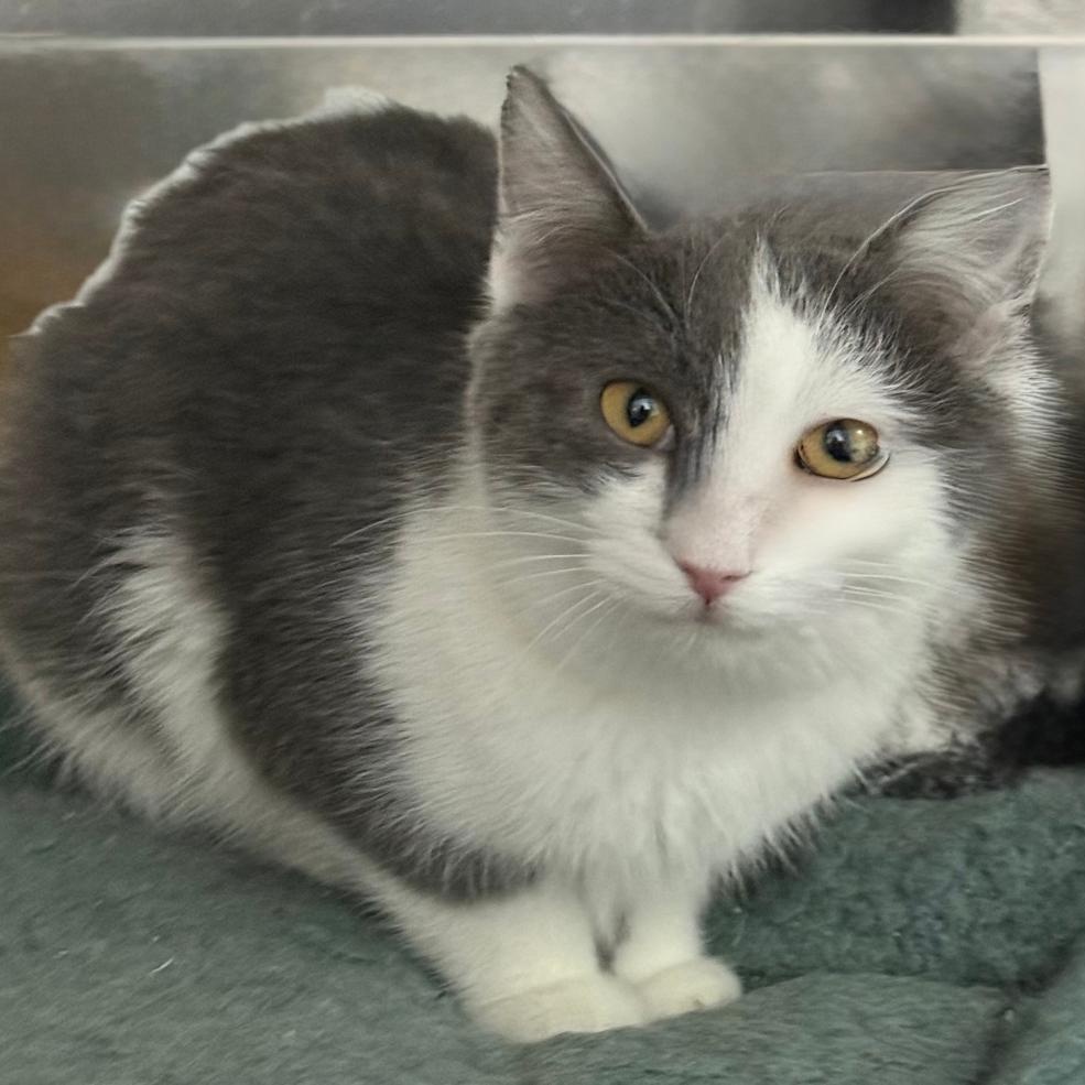 BETHANY, ADOPTABLE, Young Female Domestic Short Hair.