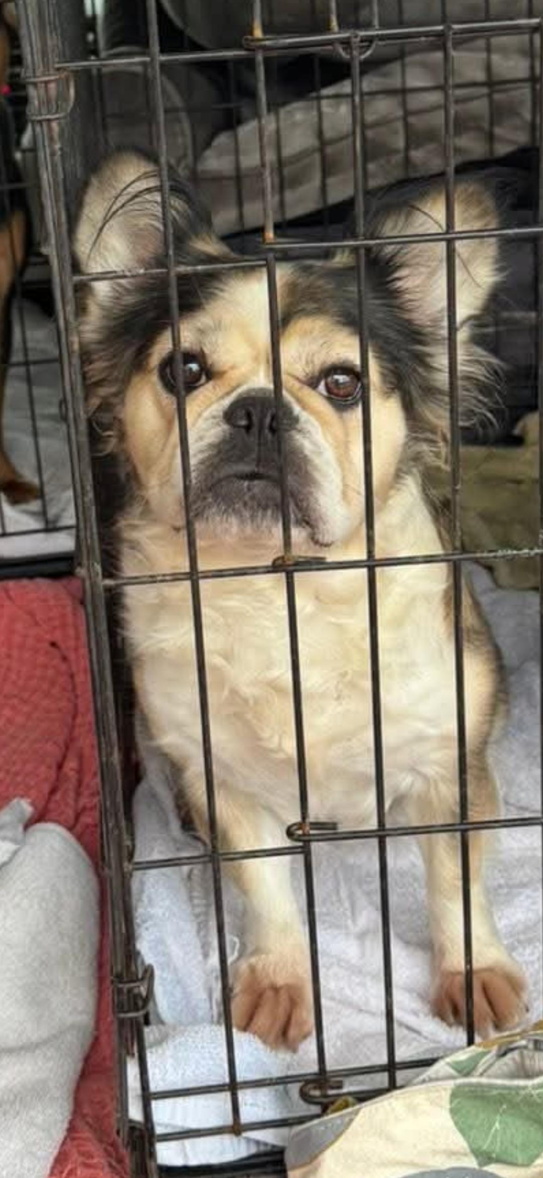 Enlarge Reba, a ADOPTABLE mixed breed in Mary Esther, FL image 1/1