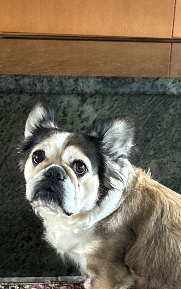 Reba, a ADOPTABLE mixed breed in Mary Esther, FL image 2/3
