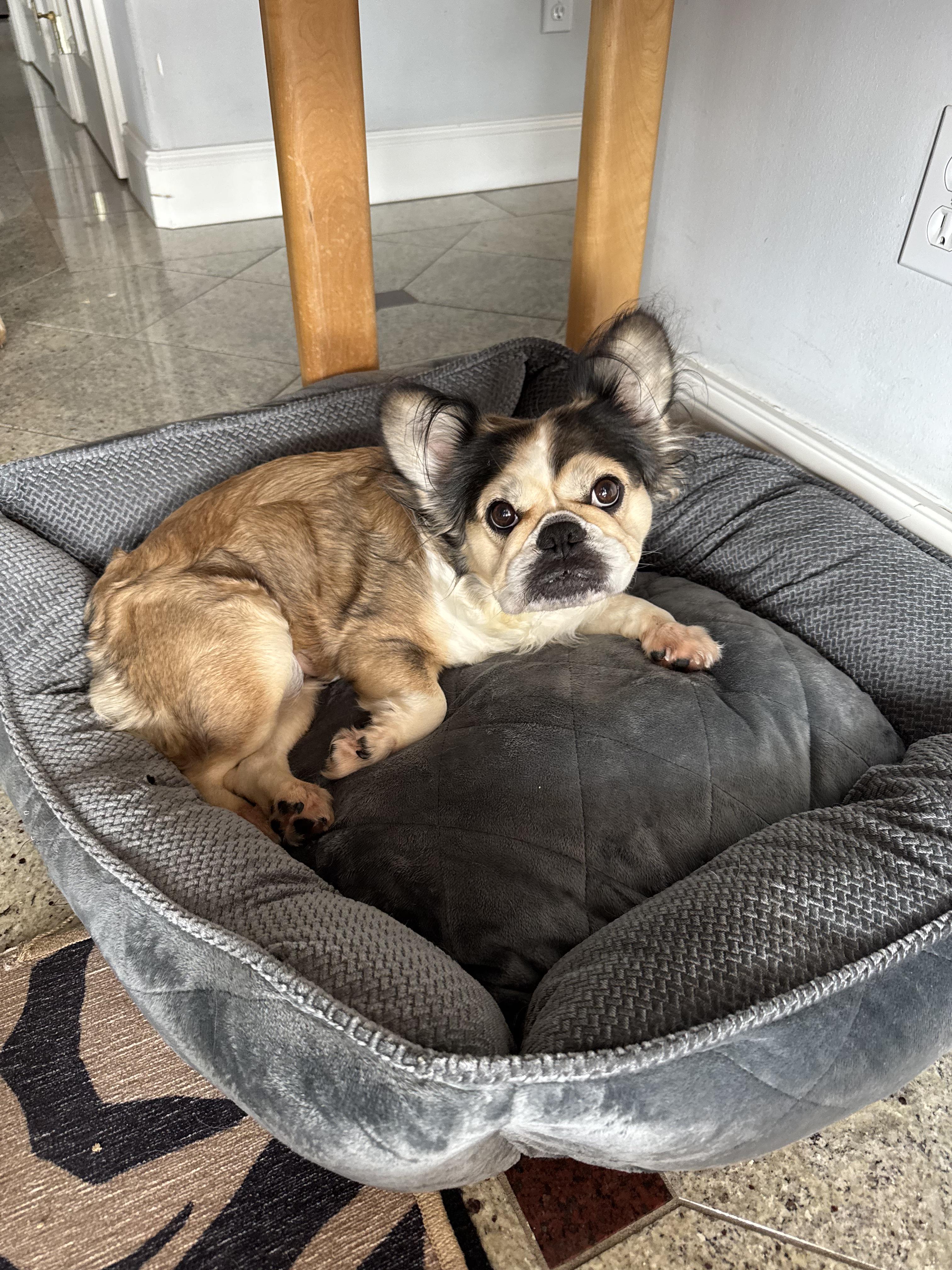 Reba, ADOPTABLE, Adult Female French Bulldog & Cavalier King Charles Spaniel.