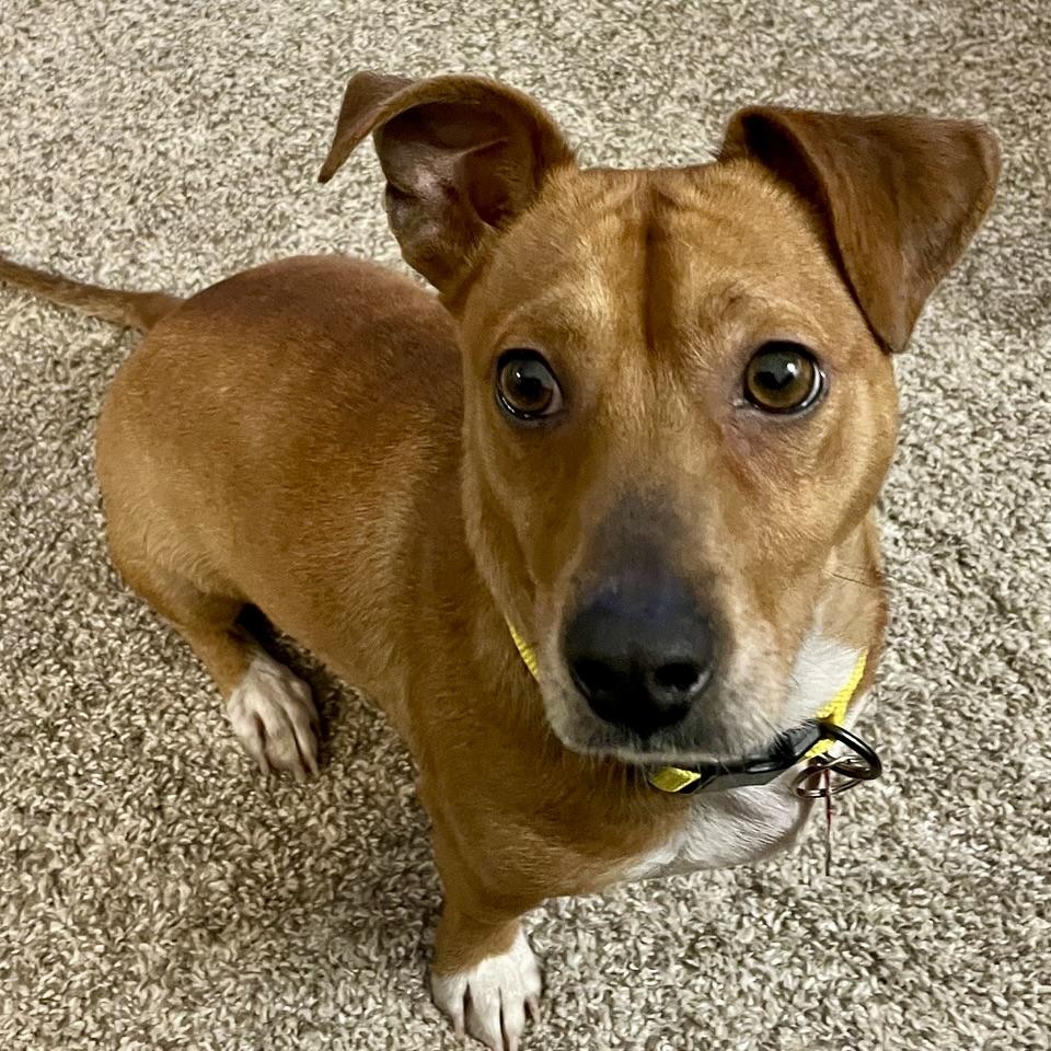 Enlarge O'Henry, a ADOPTABLE Mixed Breed in Prior Lake, MN image 3/6