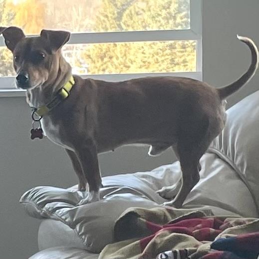 Enlarge O'Henry, a ADOPTABLE Mixed Breed in Prior Lake, MN image 5/6