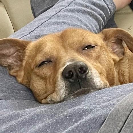 Enlarge O'Henry, a ADOPTABLE Mixed Breed in Prior Lake, MN image 6/6