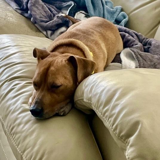 Enlarge O'Henry, a ADOPTABLE Mixed Breed in Prior Lake, MN image 4/6