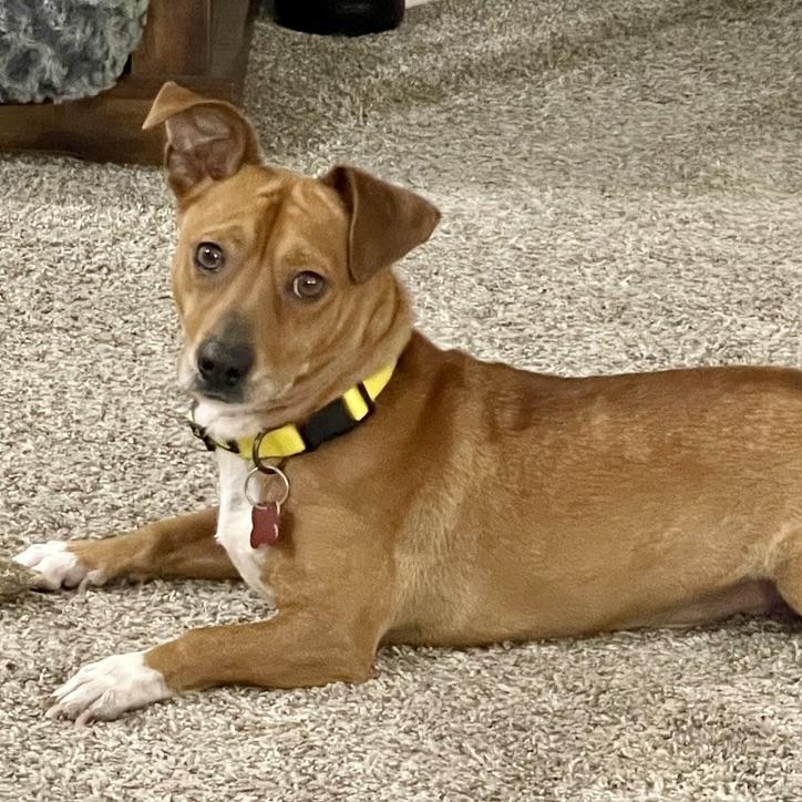 O'Henry, ADOPTABLE, Adult Male Mixed Breed.