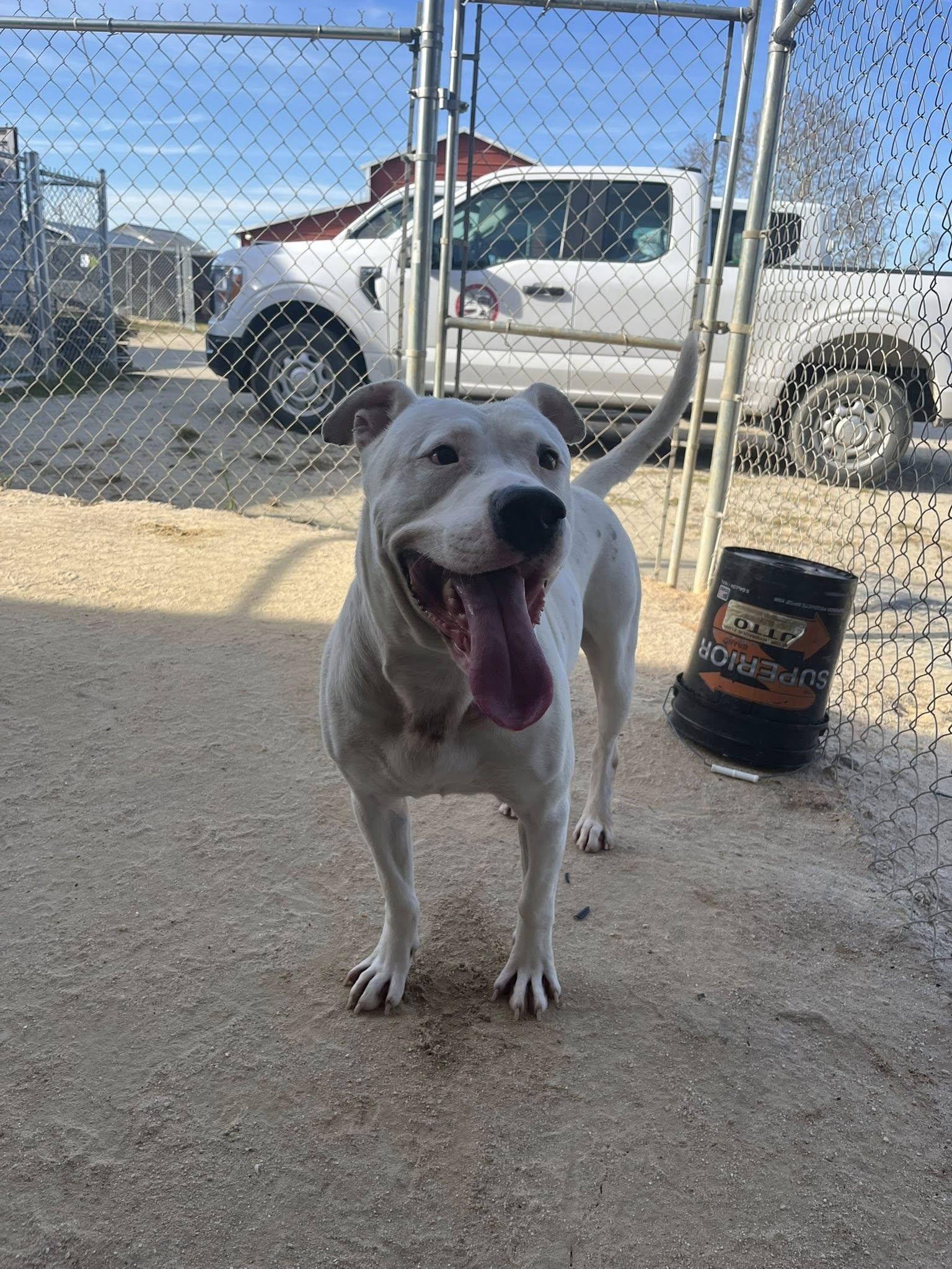 Walker, ADOPTABLE, Adult Male Mixed Breed.