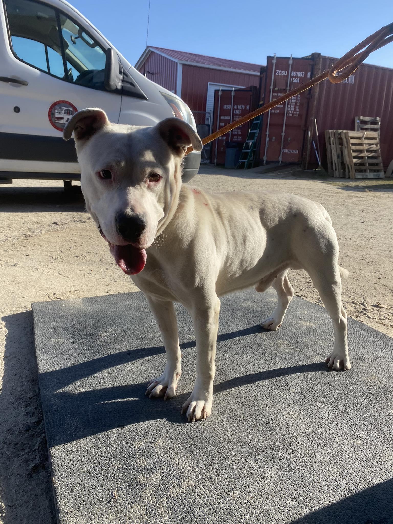 Walker, a ADOPTABLE Mixed Breed in Mullins, SC image 2/2