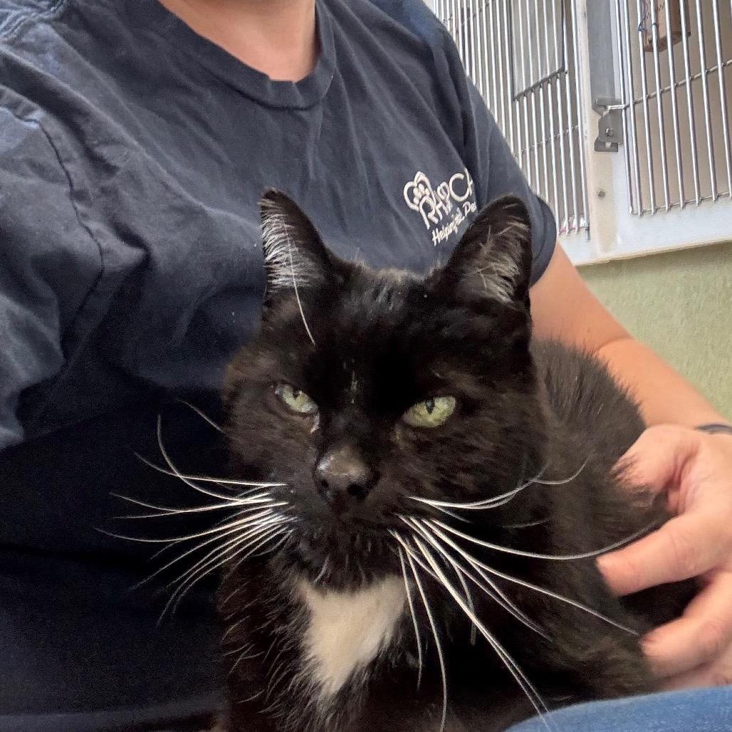 Knightly, Adoptable, Senior Male Domestic Short Hair.