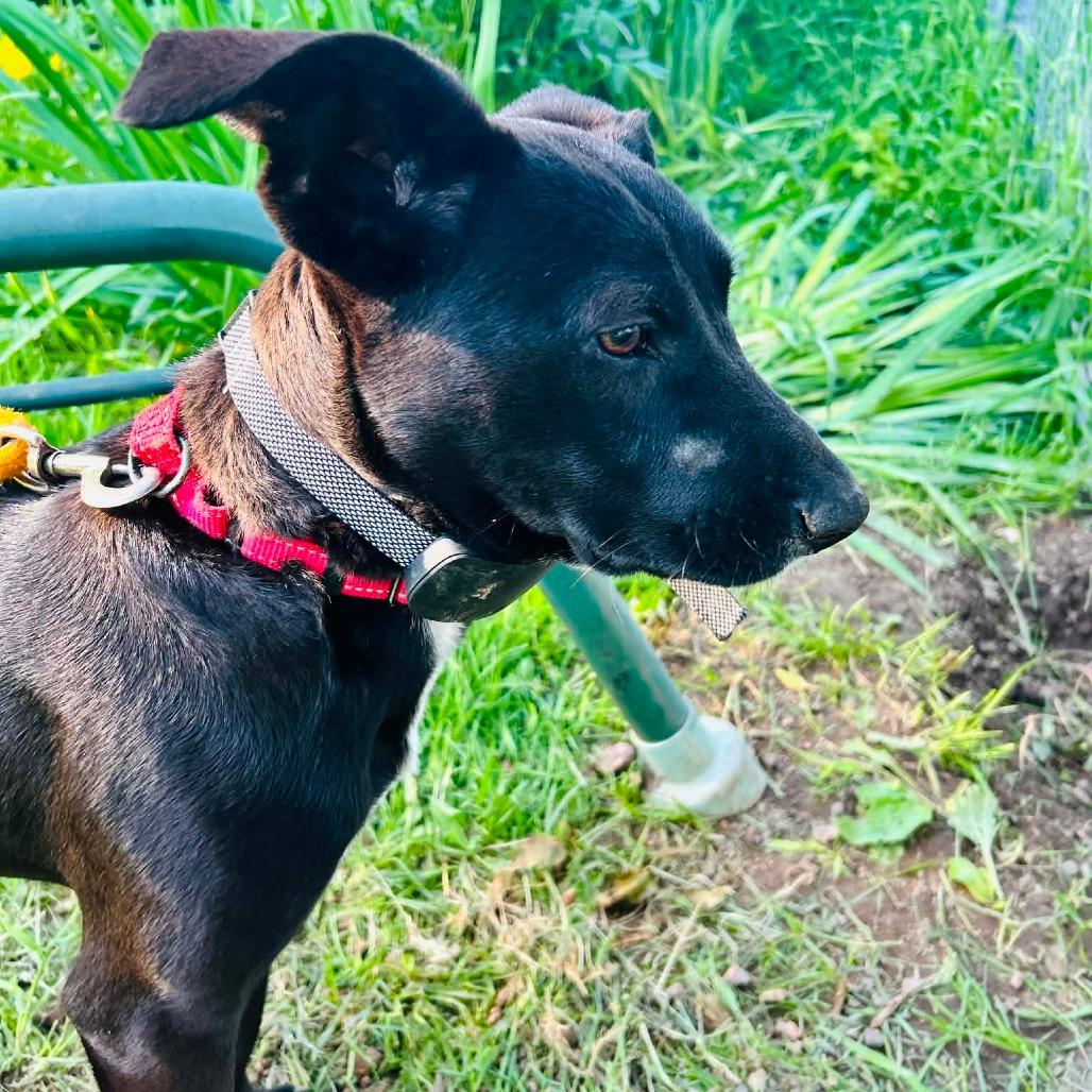 Friday, Adoptable, Young Female Mixed Breed.