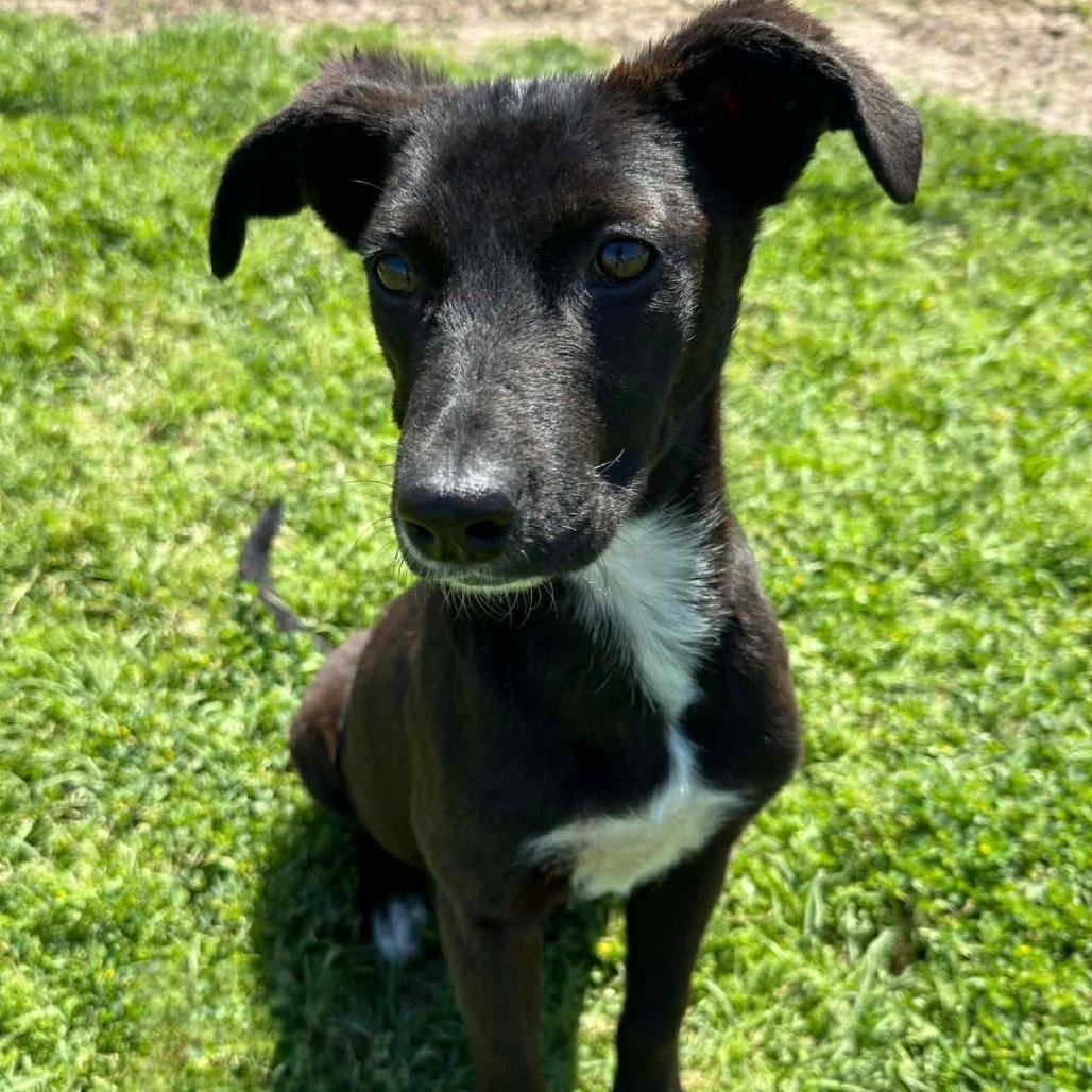 Friday, a Adoptable Mixed Breed in Tomah, WI image 2/6