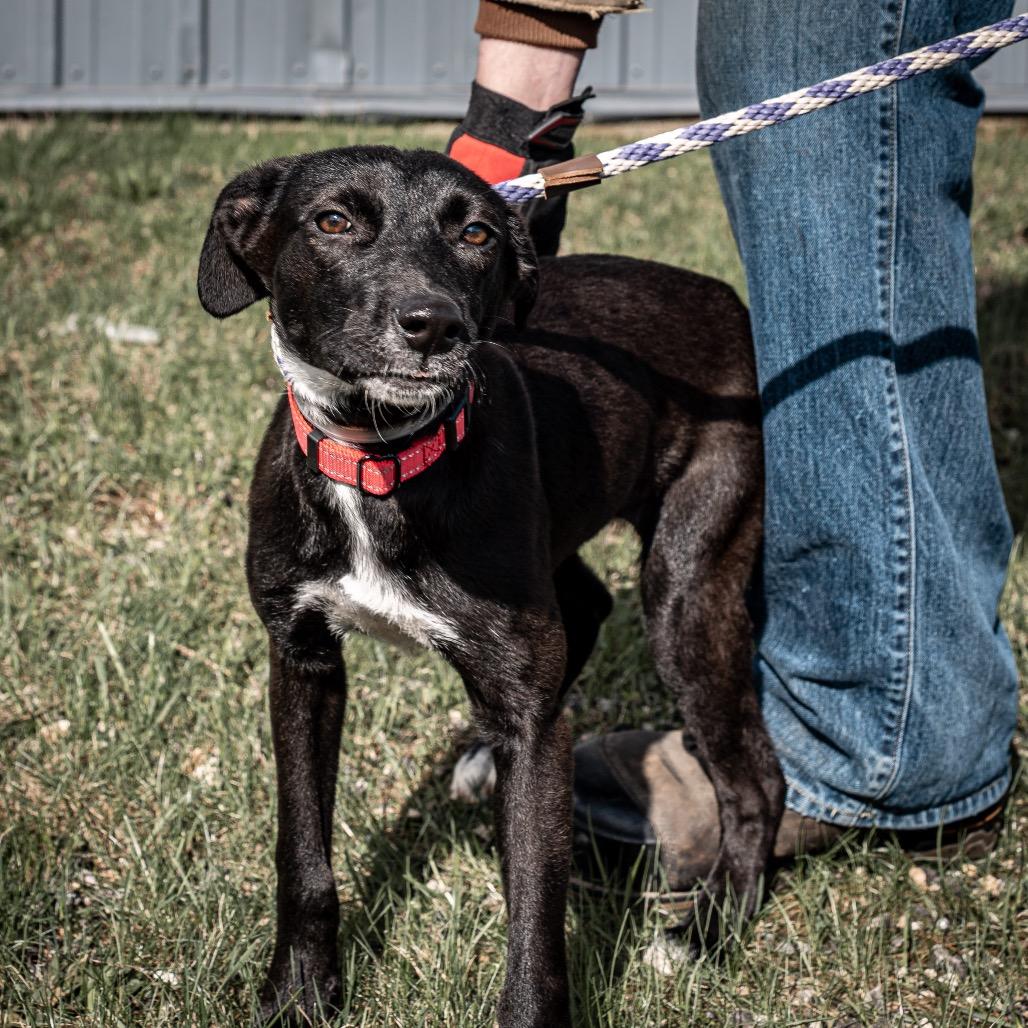 Friday, Adoptable, Young Female Mixed Breed.