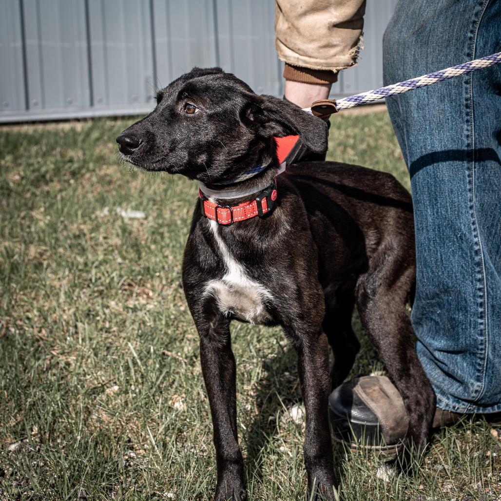 Enlarge Friday, a Adoptable Mixed Breed in Tomah, WI image 2/4