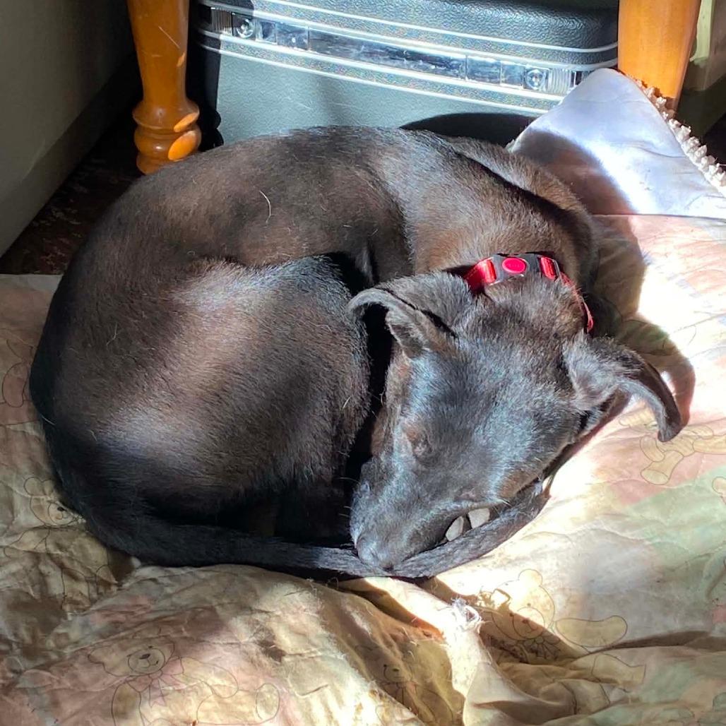Friday, a Adoptable Mixed Breed in Tomah, WI image 5/6
