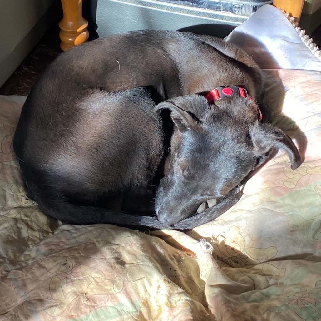 Enlarge Friday, a Adoptable Mixed Breed in Tomah, WI image 3/4