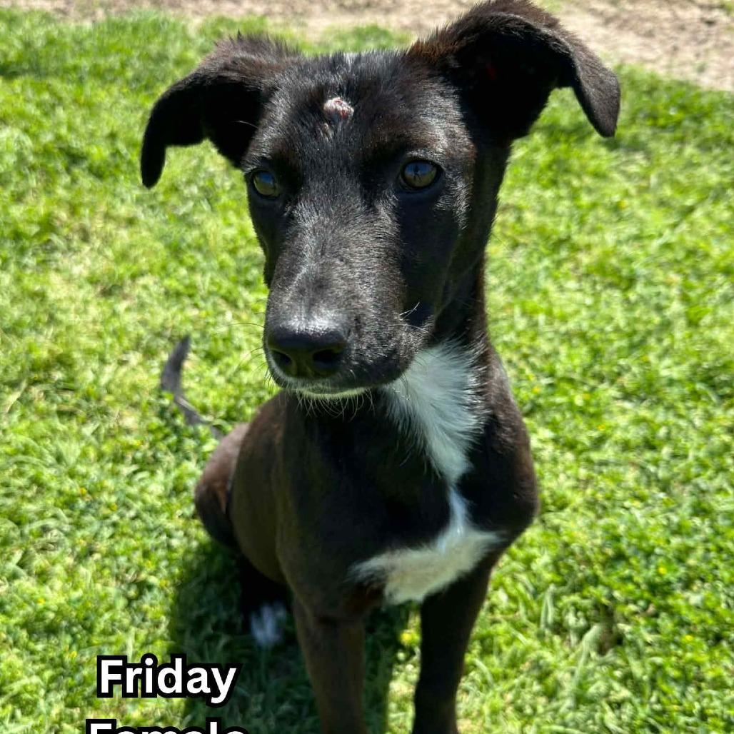 Enlarge Friday, a Adoptable Mixed Breed in Tomah, WI image 4/4