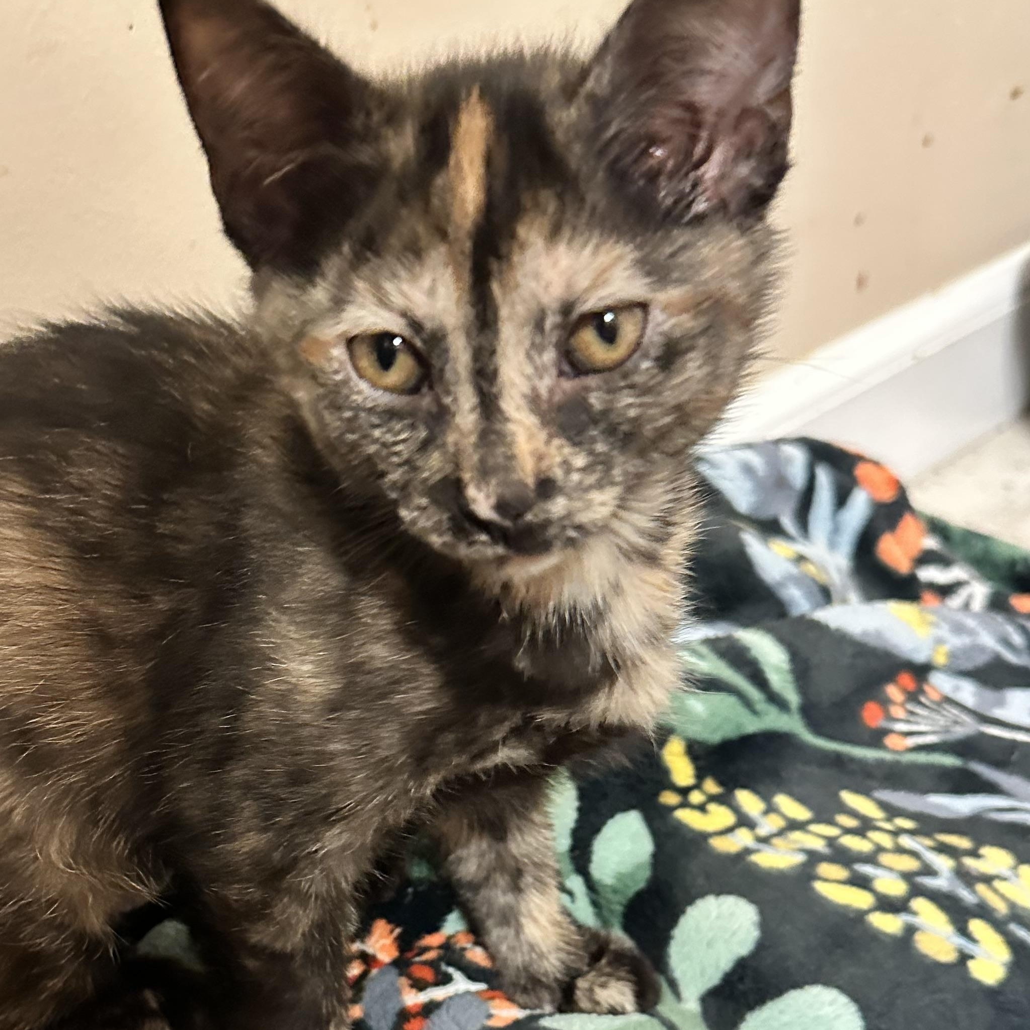 Enlarge Jellycat, an adopted mixed breed in Lansing, MI image 1/1