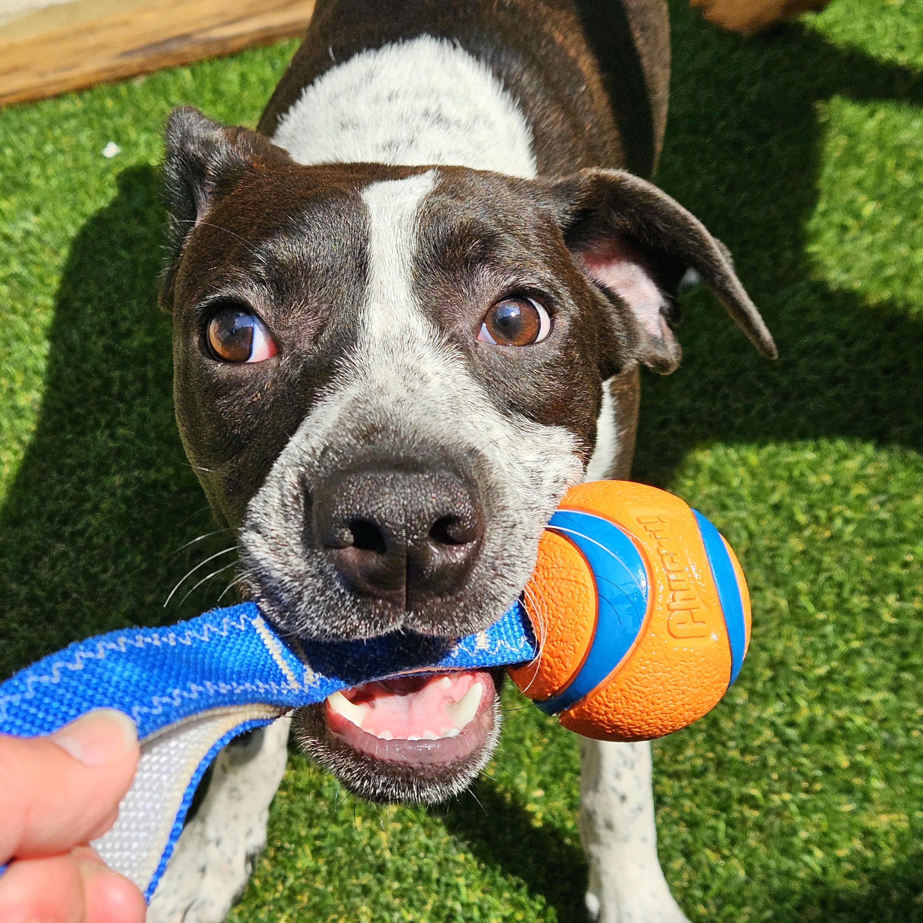 Enlarge Colby, a Adoptable mixed breed in Chicago, IL image 5/6