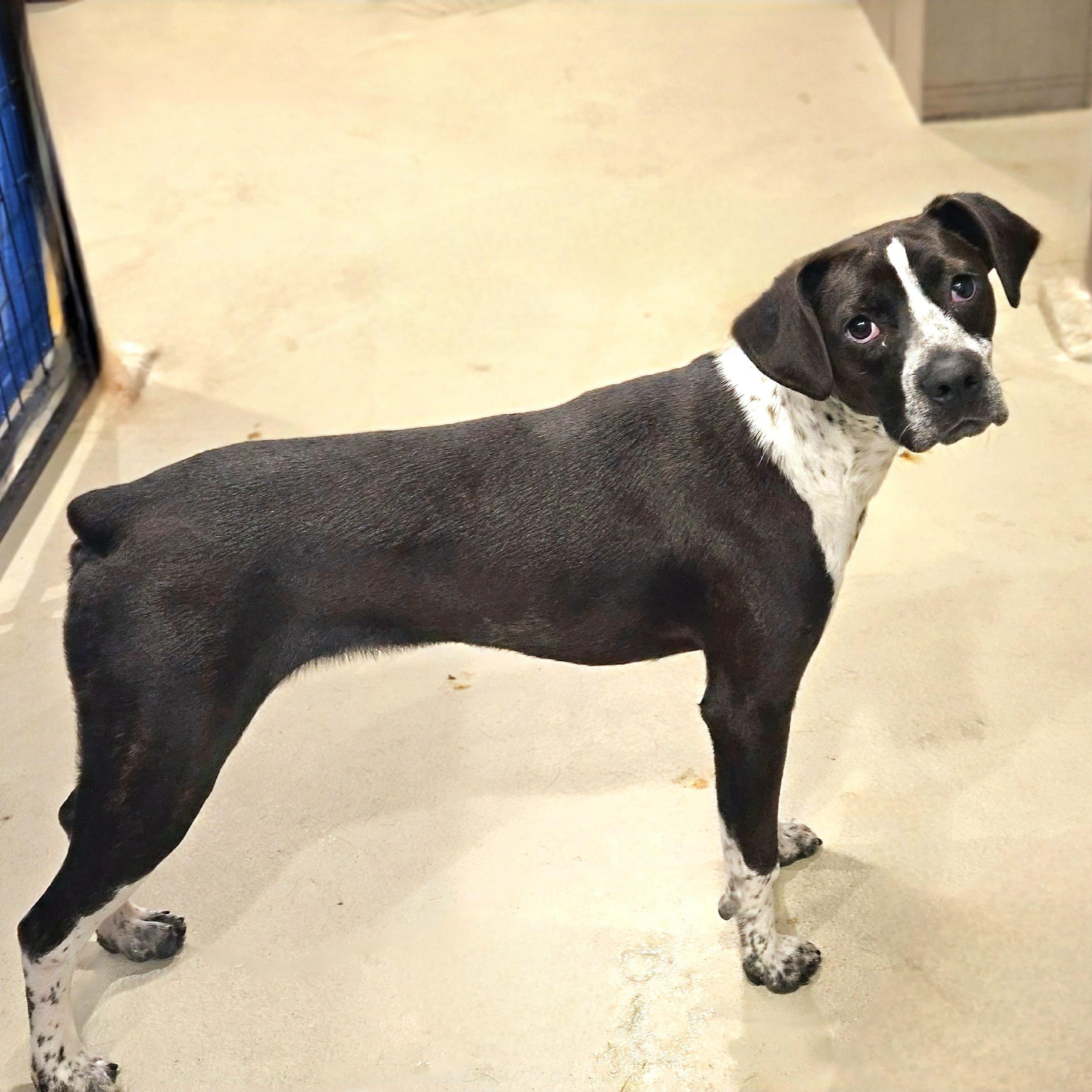 Enlarge Colby, a Adoptable mixed breed in Chicago, IL image 4/6