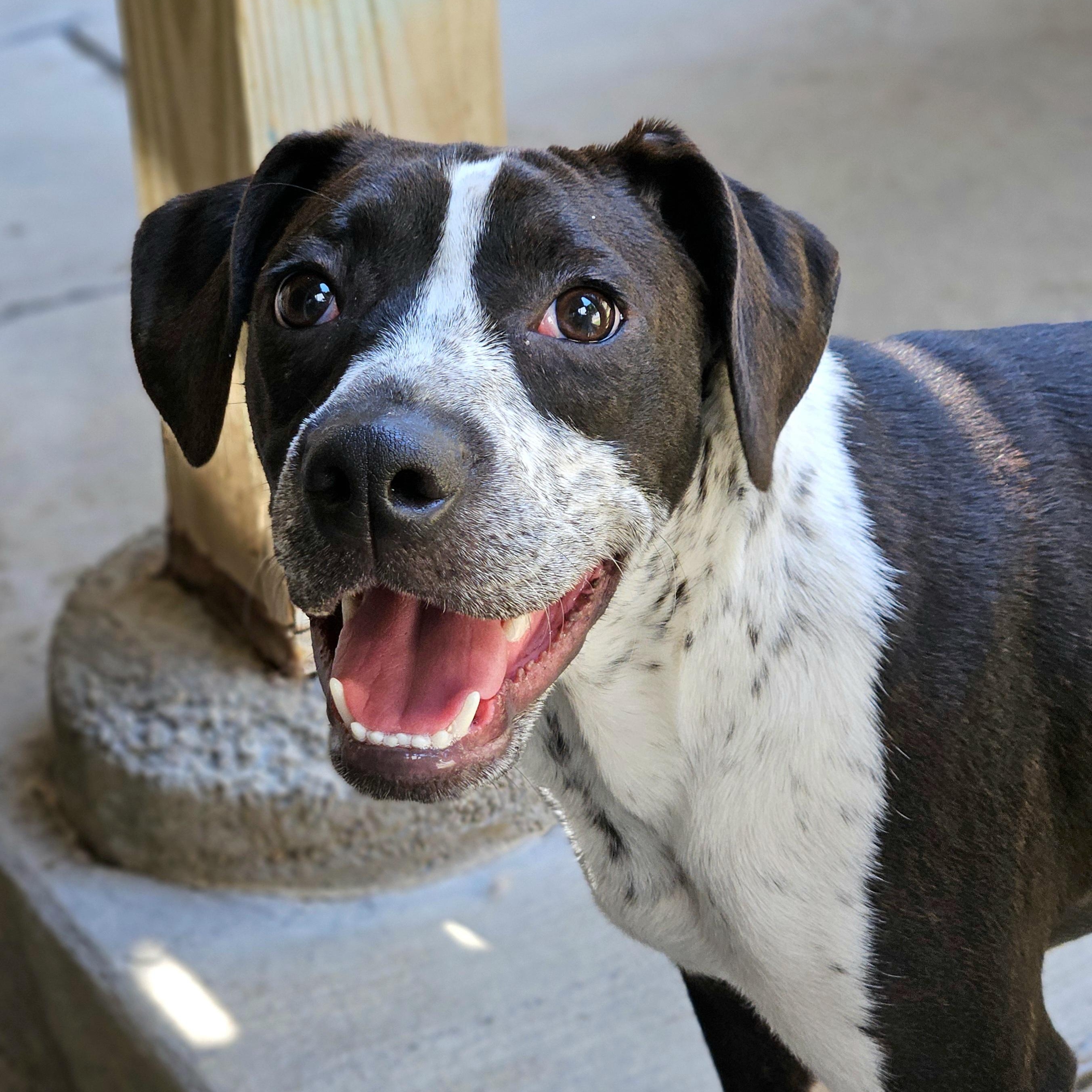Enlarge Colby, a Adoptable mixed breed in Chicago, IL image 6/6