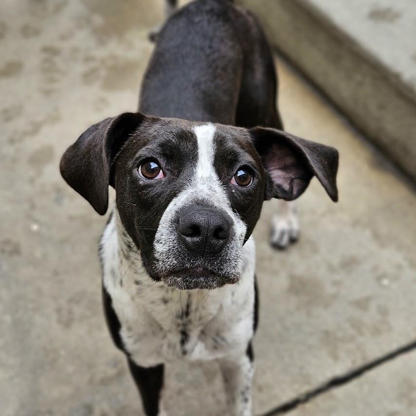 Enlarge Colby, a Adoptable mixed breed in Chicago, IL image 3/6