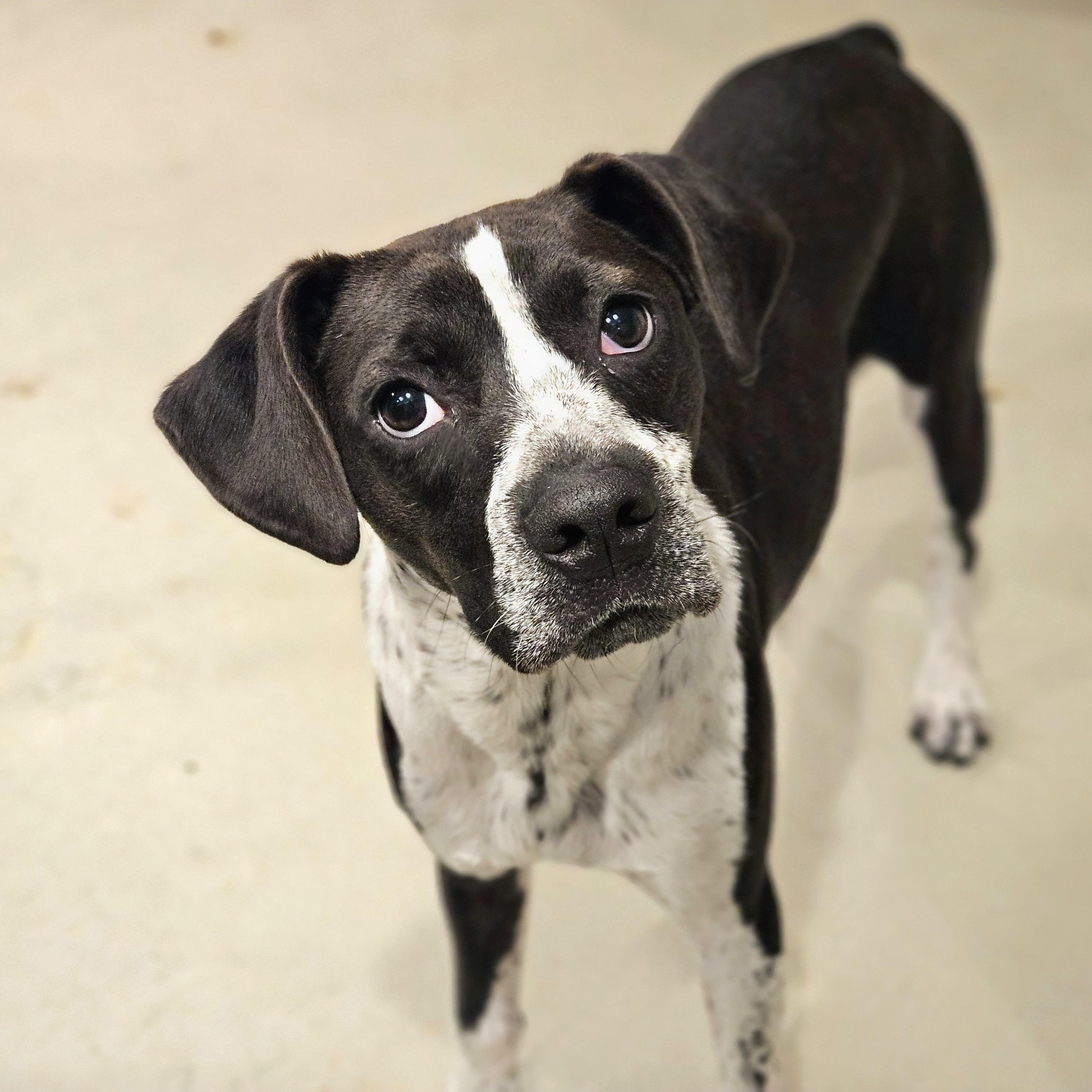 Colby, Adoptable, Young Male Boxer & Boston Terrier.
