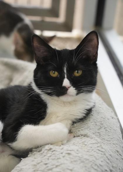 Caper 59806, Adoptable, Young Female Domestic Short Hair & Domestic Short Hair.