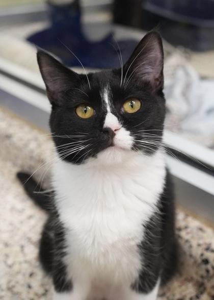 Enlarge Caper 59806, a Adoptable Domestic Short Hair in Aiken, SC image 2/2