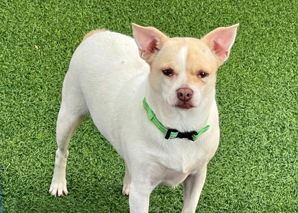 Vera, Adoptable, Young Female Chihuahua.