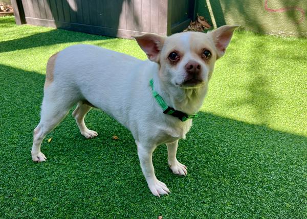 Enlarge Vera, a Adoptable mixed breed in San Gabriel, CA image 2/6