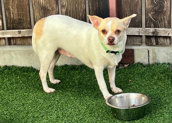 Enlarge Vera, a Adoptable mixed breed in San Gabriel, CA image 3/6