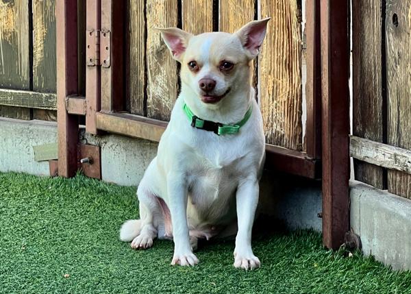 Enlarge Vera, a Adoptable mixed breed in San Gabriel, CA image 4/6