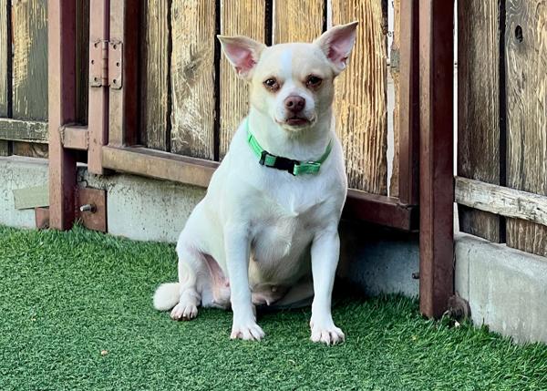 Enlarge Vera, a Adoptable mixed breed in San Gabriel, CA image 5/6