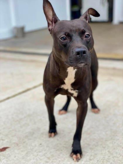Enlarge Lidia, a Adoptable mixed breed in Munster, IN image 1/2