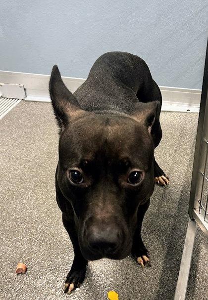 Enlarge Lidia, a Adoptable mixed breed in Munster, IN image 2/2