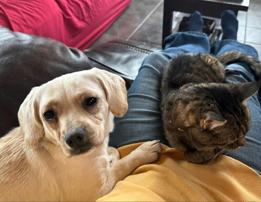 Enlarge Frannie-Puggle(Pug/beagle) , a ADOPTABLE Puggle in Hamburg, NY image 2/6